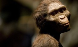 Fosil Ini Bisa Ubah Sejarah Evolusi Manusia Purba di Masa Lalu