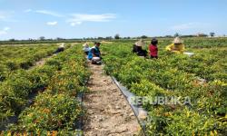 ROHIS Lintasarta Salurkan Bantuan Pupuk untuk Petani Cabai Berdaya 