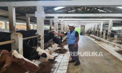 Dispernakan KBB Investigasi Kematian Misterius Sapi Betina di Lembang