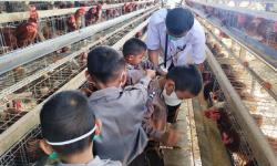 SMKPP Sembawa Kembangkan Instalasi Ayam Petelur Jadi Agroeduwisata Anak