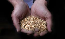 FAO: Jutaan Orang Berisiko Kekurangan Gizi Saat Harga Gandum Melonjak