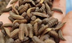 Kementan: Peluang Ekspor Maggot ke Eropa Terbuka Lebar