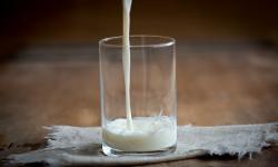 Selain Telur, Susu Termasuk Sumber Protein Hewani yang Paling Kaya Zat Gizi