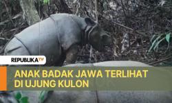 Anak Badak Jawa Terlihat di Ujung Kulon