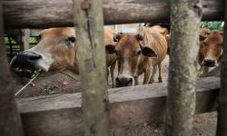 Wabah PMK tak Pengaruhi Daya Beli Hewan Ternak di Bengkulu