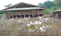  UHAMKA Agrovision Fasilitasi Dam Jamaah Haji 2025