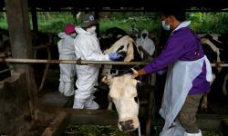 Sleman Mulai Gencarkan Vaksinasi PMK untuk Hewan Ternak