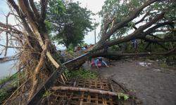 Pemkot Surabaya Minimalisasi Dampak Pohon Tumbang Saat Pancaroba