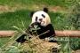 Panda di Dunia Milik China, Berapa Harga Peminjamannya?