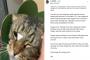 Beredar Rekaman Kucing Disiram Air Panas, Pemilik Lapor Polisi