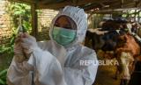 In Picture: Vaksinasi Hewan Ternak di Deli Serdang, Sumatera Utara