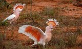 burung-kakatua-mayor-mitchell-berevolusi-di-australia-menjadi-sangat-_151024040036-460