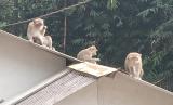 Viral, Monyet Liar Datangi Permukiman Warga di Bandung