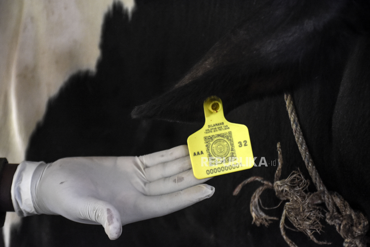 Vaksinasi PMK Perdana Untuk Sapi di Jabar