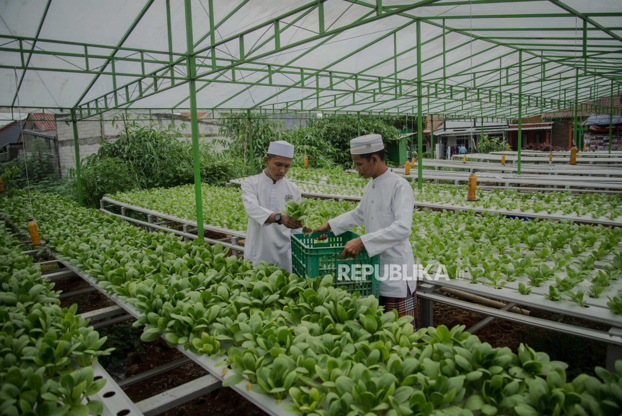  Kebun Hidroponik  Pesantren