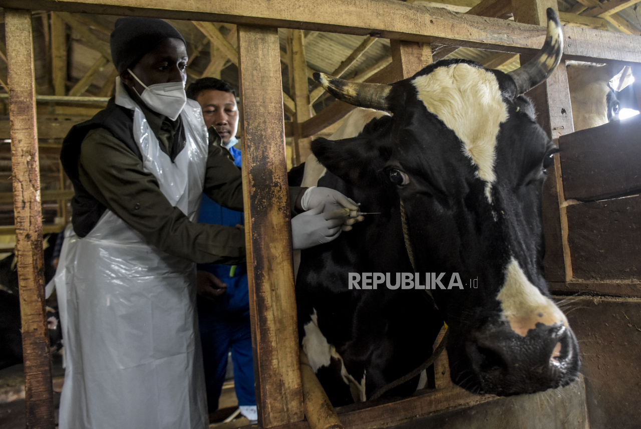 Vaksinasi PMK Perdana Untuk Sapi di Jabar