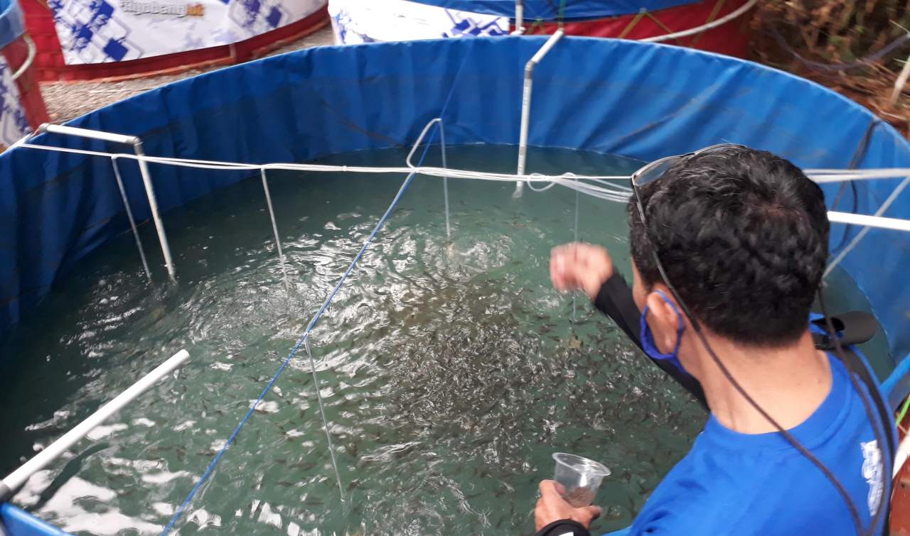 Pelatihan Usaha Ikan Nila di Kolam Bioflok