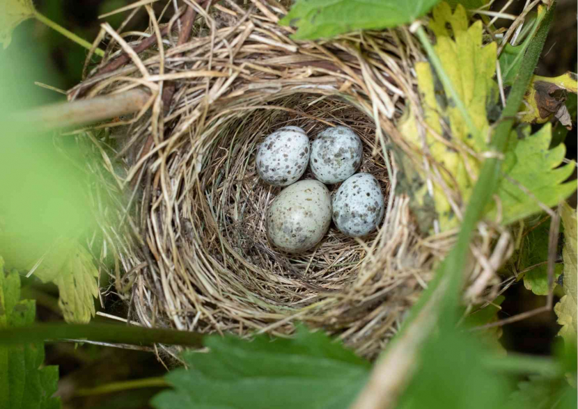 Telur burung kedasi berukuran lebih besar dari telur-telur inang/ Foto: Canva