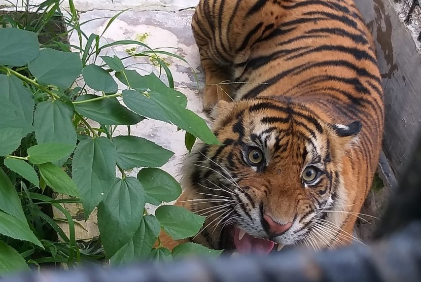 Harimau Sumatera. Salah satu subspesies harimau yang tersisa adalah harimau sumatera. Foto: Republika.