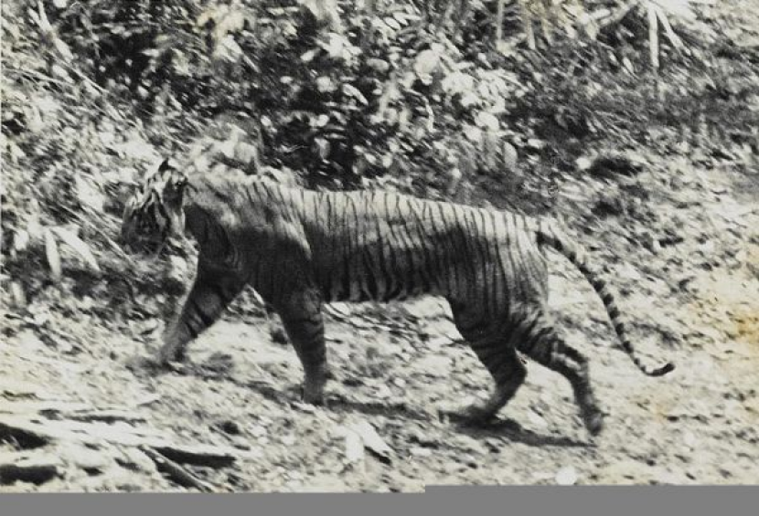 Harimau Jawa. Dua dari tiga spesies harimau yang dinyatakan punah adalah harimau jawa. Foto: IST.