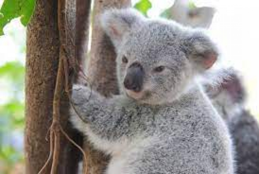 Koala (sumber: ABC)