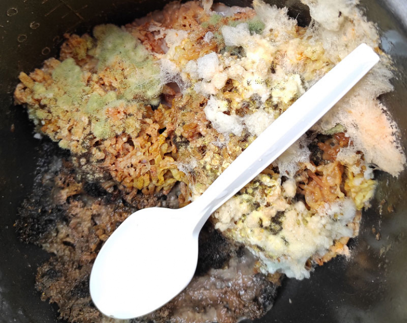 Nasi basi yang sudah muncul jamur bahan pembuat POC  -- photo by afif