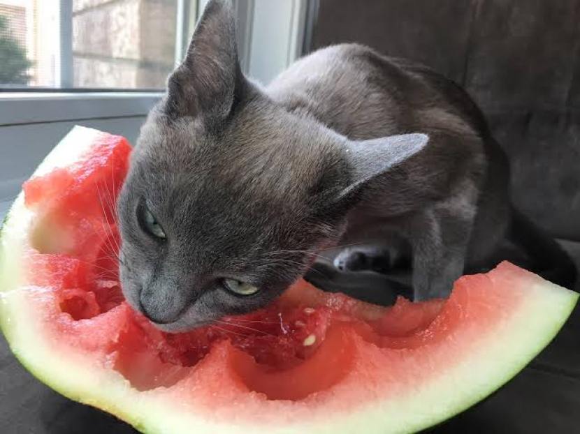 Kucing makan semangka. Foto: reddit