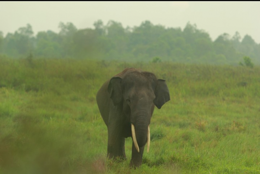 Seekor gajah soliter (foto TFCA-Sumatera)