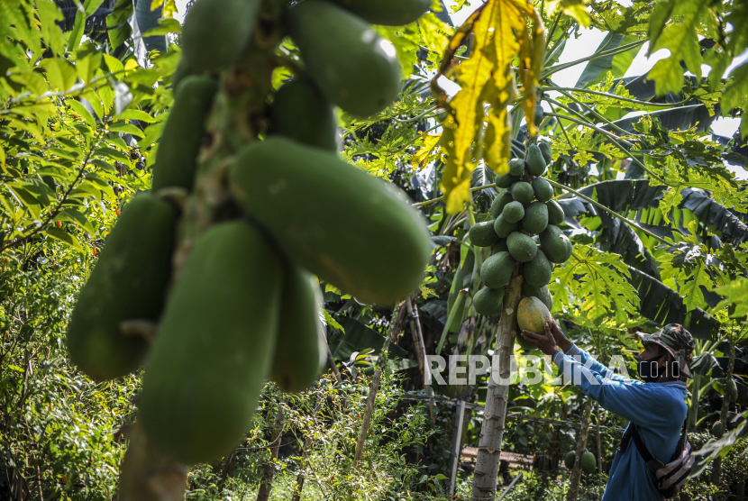 Ilustrasi pohon pepaya. Akar Pepaya Bisa Mengobati Gigitan Ular Berbisa dan Rematik, Ini Cara Membuatnya. Foto: Republika/Putra M. Akbar