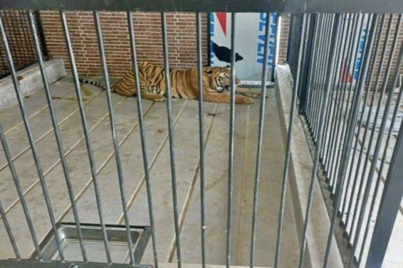 Harimau peliharaan pengusaha, menerkam pria di Samarinda sampai tewas. (Ist)