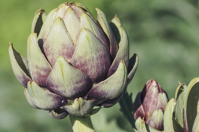 7 Resep Artichoke Lezat dan Bergizi yang Harus Kamu Coba.(Pixabay)