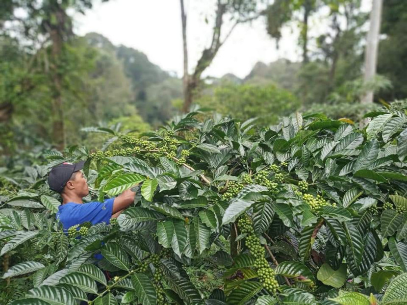 Kebun Kopi Cibulao Desa Tugu Utara Kecamatan Cisarua Bogor 2023