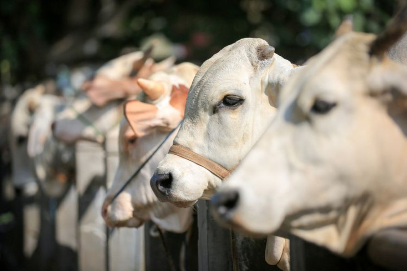 Illustrasi Hewan Qurban di Hari Raya Idul Adha. Sumber Foto : Lazizjateng.org