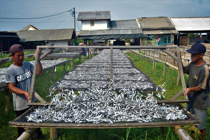 Pekerja menjemur ikan teri asin di terik matahari. (Foto: Mursalin Yasland)