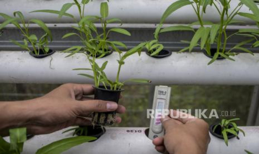 Tanaman sayur dengan sistem hidroponik di salah satu greenhouse. 