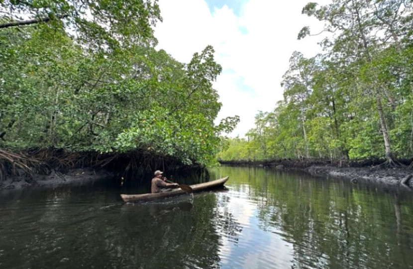 Natanel, nelayan kepiting bakau Kepulauan Aru, bermanuver dengan perahu melintasi lebatnya hutan bakau di tepi sungai/Foto: Ridzki R. Sigit/Mongabay-Indonesia.