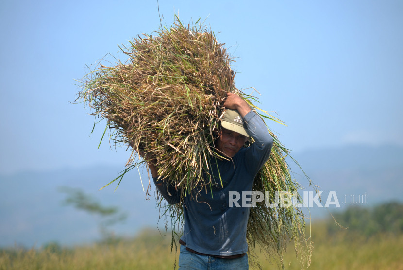 Ilustrasi seorang petani membawa padi di Sleman, Yogyakarta. (Foto: Dok Republika/Wihdan Hidayat) 