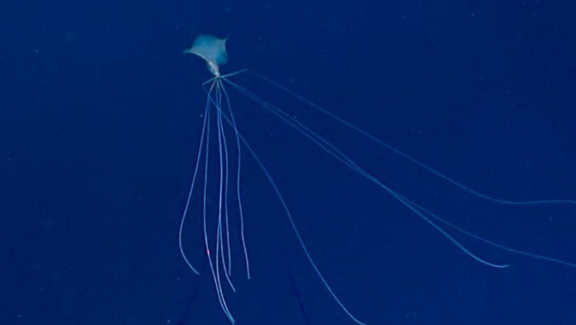 Cumi-cumi sirip besar terekamndi Teluk Meksiko. (NOAA)