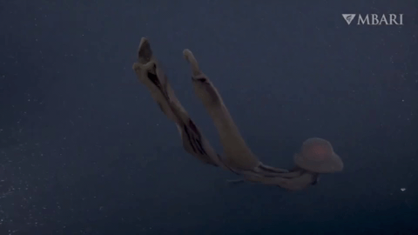 Ubur-ubur hantu raksasa di Monterey Bay. (MBARI)