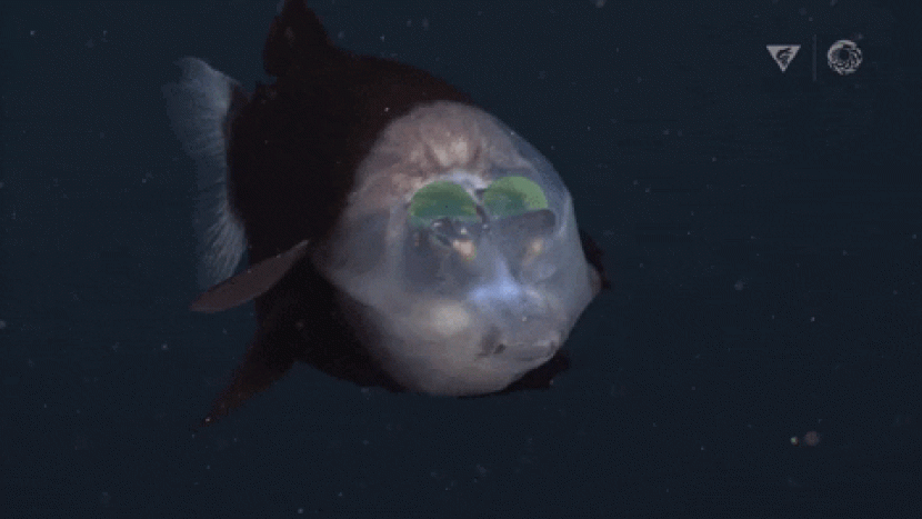 Ikan kepala tembus pandang di Monterey Bay. (MBARI)