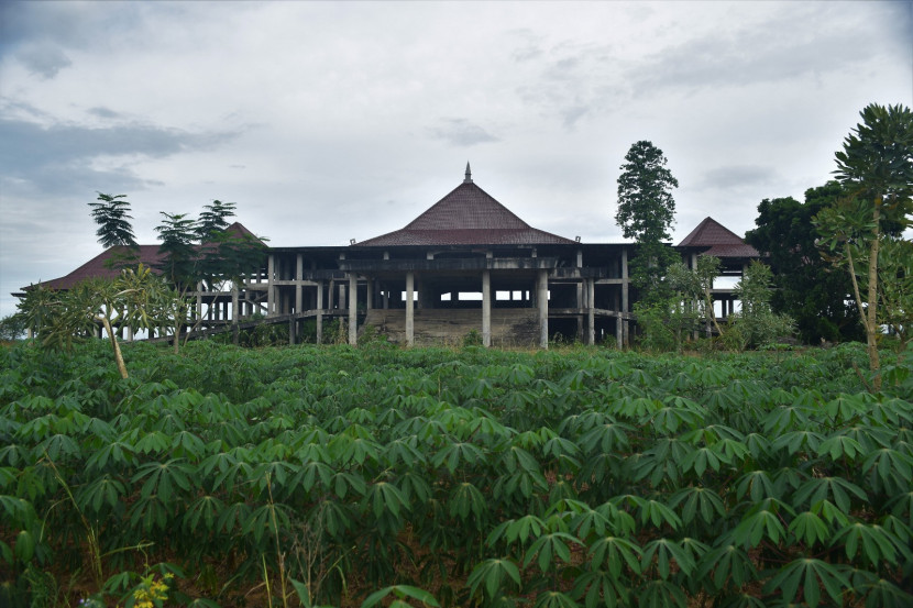 Kebun singkong petani di depan eks Gedung DPRD Lampung di Kotabaru. (Foto: Mursalin Yasland)