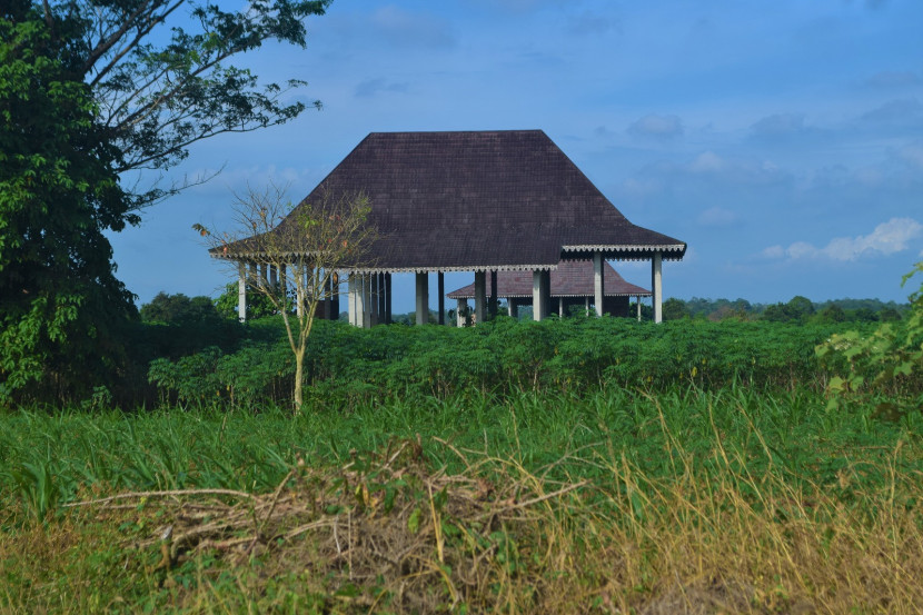 Penggarap juga menanam singkong di sekitar eks Rumah Adat Lampung di Kotabaru. (Foto: Mursalin Yasland)