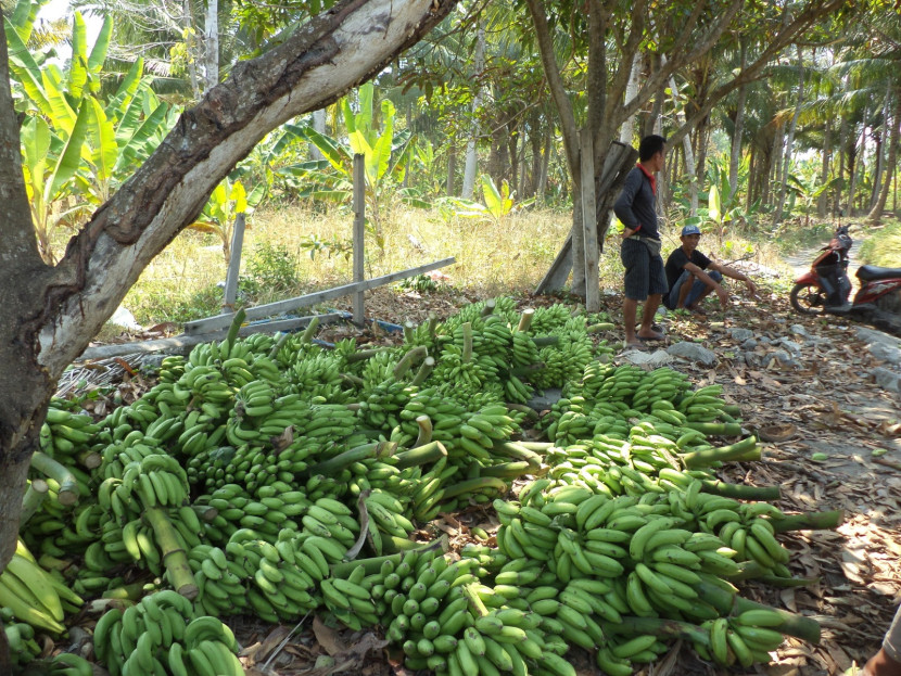 Petani di Pulau Sebesi memanen pisang untuk diserahkan pada pengumpul. (Foto: Mursalin Yasland)