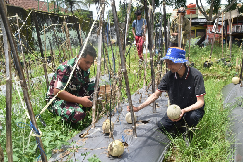 Kodim 0707/Wonosobo panen buah melon yang ditanam di lahan kosong, Sabtu (3/2/2024). Foto: tni.mil.id