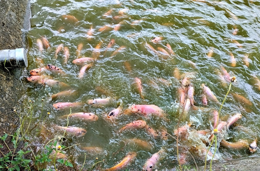 Benih Ikan (Foto: Dok. UPTD BBI Kab. Blora)