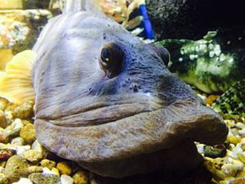 Ikan pout laut atau dalam bahasa Inggris disebut Ocean Pout (Zoarces americanus). Foto: Wikipedia