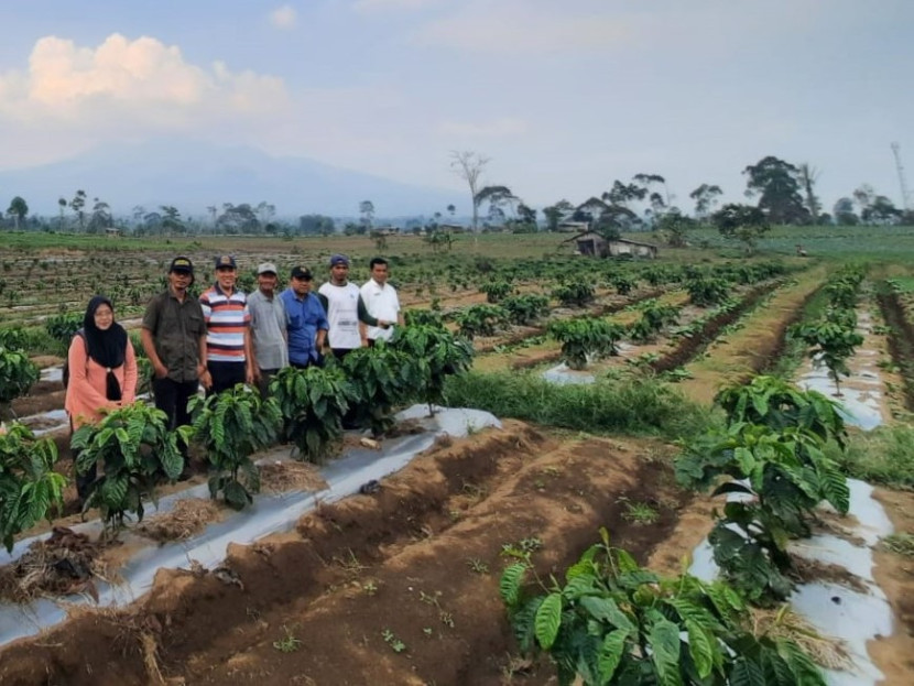 Penanaman kopi sistem pagar diterapkan di Lampung Barat, Lampung. (Foto: Dok Diskominfotik Lampung)