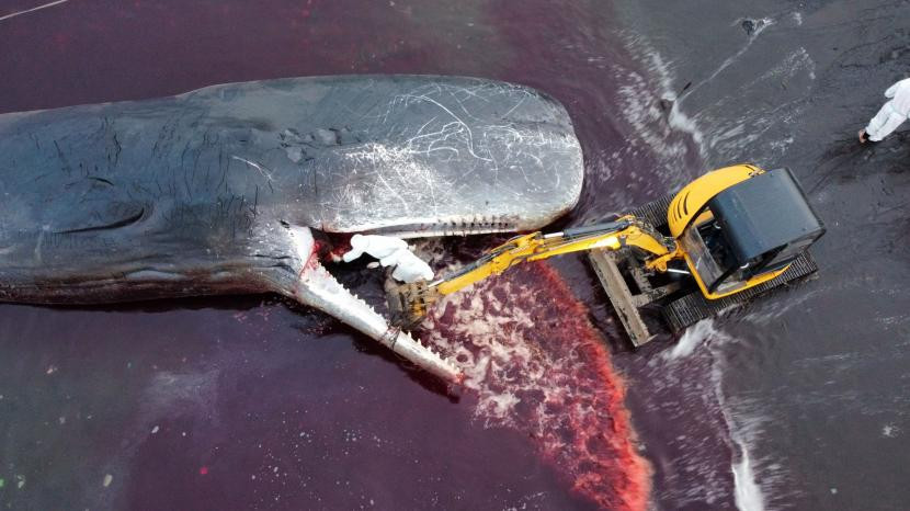 Ilustrasi proses evakuasi seekor Paus Sperma (physeter macrocephalus) yang mati terdampar. Foto: Republika.co.id