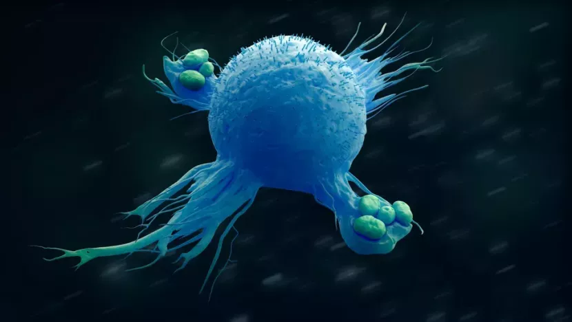 Ilustrasi makrofag, sel inflamasi atau peradangan yang melahap penyerang tubuh. Para ilmuwan telah menemukan bahwa makrofag ada dalam dua bentuk: tipe inflamasi yang merusak, yang disebut M1, dan tipe kedua, M2 yang mendorong regenerasi jaringan. Gambar: urfin/Shutterstock via Live Science