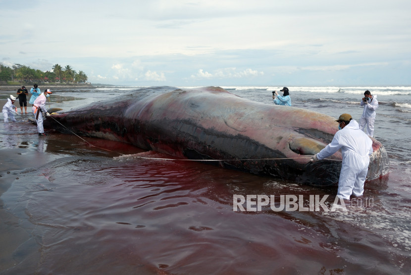 Ilustrasi paus sperma yang terdampar. Foto: Republika.co.id